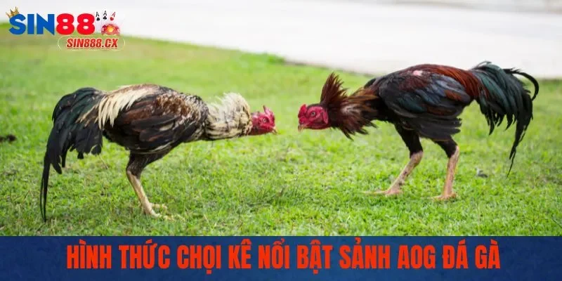 AOG Đá Gà - Đấu Trường Chọi Kê Kịch Tính Bậc Nhất 2025 2 Hình thức chọi kê nổi bật sảnh AOG đá gà
