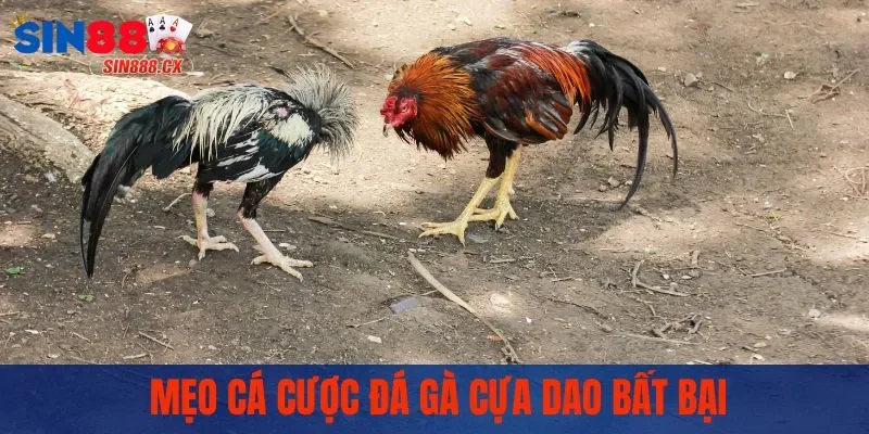 Đá Gà Cựa Dao - Sức Hấp Dẫn Từ Những Trận Đấu Nảy Lửa 3 Mẹo cá cược đá gà cựa dao bất bại