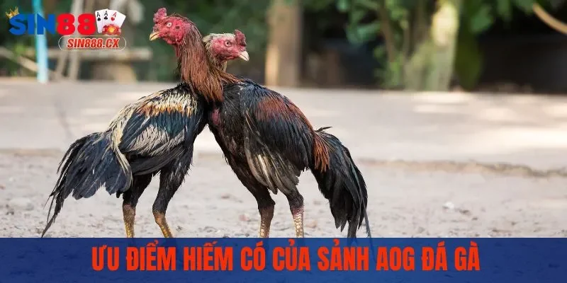 AOG Đá Gà - Đấu Trường Chọi Kê Kịch Tính Bậc Nhất 2025 3 Ưu điểm hiếm có của sảnh AOG đá gà